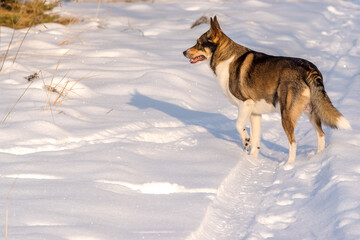 Two dogs play on a snow