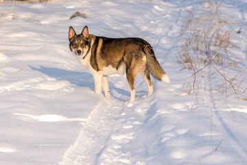 Two dogs play on a snow