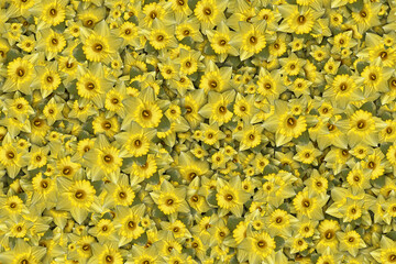 A floral background of a mass of yellow spring daffodil flowers