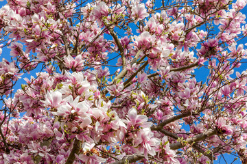 Pink magnolia blossom in flower on a springtime tree branch, close up in the spring season with a blue sky, stock photo image 