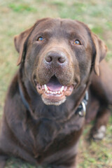 Fototapeta premium Friendly purebred chocolate Labrador dog seen outdoors on a summer day 