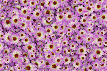 Floral background of a mass of pink and white dahlia flowers