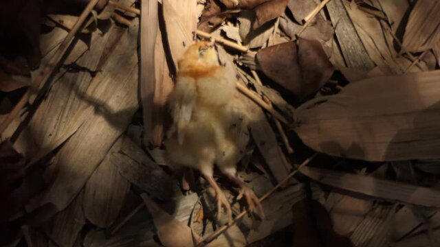 The chick lay dead and ants were eaten.
