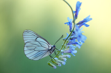 Aporia crataegi butterfly on a wild flower early in the morning waiting for the first rays of the sun © NATALYA