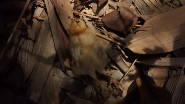 The chick lay dead and ants were eaten.