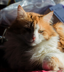 Happy red cat in sunny rays