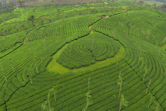 Aerial view of tea plantations, Kerala, India.
