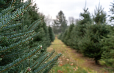 Close up of an evergreen tree branch at a Christmas tree farm
