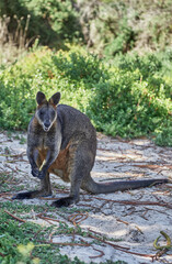 KANGAROO IN NATURE
