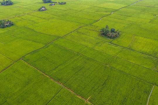 Aerial view of the paddy fields, Kerala, India.