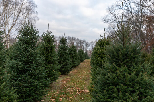 A Christmas tree farm