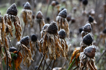 End of autumn. Frosty morning. On the dried flowers of a rudbeckia with the brown hung petals there...