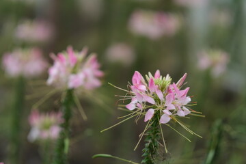 Cleome hassleriana flower. also called spider flower.