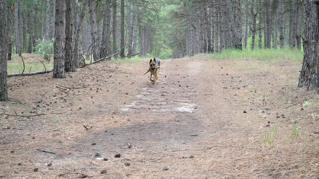 Training of dogs.German shepherd performs the command Aport. A man plays with a pet in nature in forest. Joint walks with an animal in fresh air. The owner throws stick and the dog brings it back