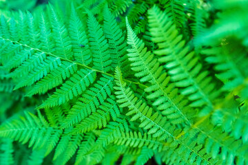 Fototapeta na wymiar Beautiful green fern on a summer day. Textured background. 