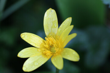 Fototapeta premium lesser celandine flower in spring