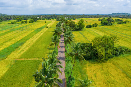 Aerial view of road leading through green fields and bordered by palm trees, Goa, India.