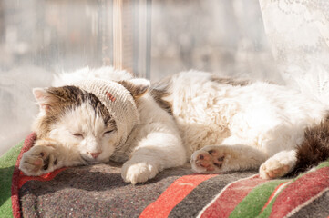 cat the patient bandaged head