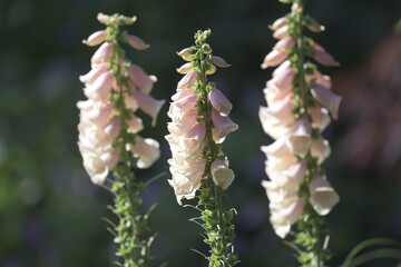 Foxgloves in bloom