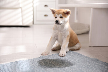 Adorable akita inu puppy near puddle on rug at home