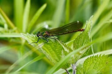 Beautiful demoiselle (female), taken in Bosnia and Herzegovina.
