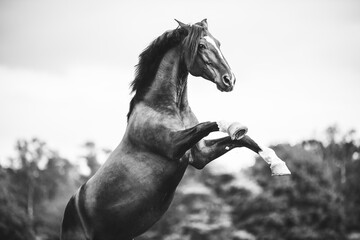 spanisches, steigendes Pferd