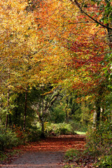 Autumn forest scenery with a footpath covered with colorful fall leaves. 