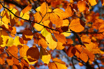 Close up autumn leaves of green, brown and yellow.  Beech tree colors of fall.