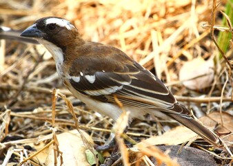 White-Browed Sparrow Weaver (Plocepasser mahali), taken in Selous Game Reserve, Tanzania.