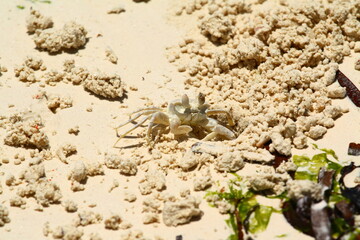 Crab on Kiwengwa Beach, Zanzibar, Tanzania.