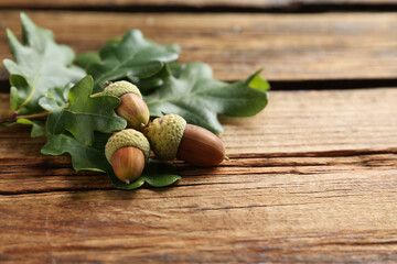 Oak branch with green leaves and acorns on wooden table. Space for text