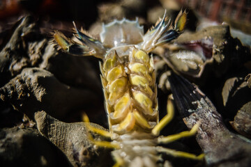 Crayfish that local fishermen remove from nets.