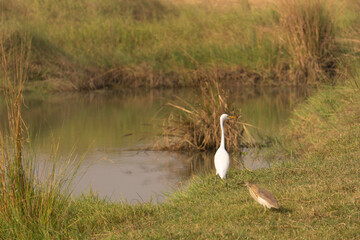 great crested grebe