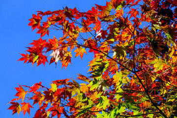 Close up autumn leaves of red, orange, brown and yellow.  Japanese Maple tree colors of fall.