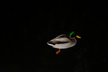 Photo of a beautiful floating duck