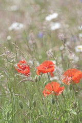 Wildflower meadow with red poppies