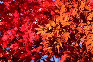 Close up autumn leaves of red, orange, brown and yellow.  Japanese Maple tree colors of fall.