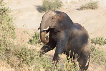Obraz premium Afrikanischer Elefant / African elephant / Loxodonta africana