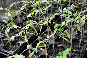 close-up of tomato  seedlings in the greenhouse ready for planting in the vegetable garden