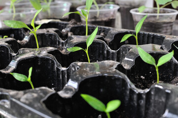 close-up of pepper seedlings in the greenhouse ready for planting in the vegetable garden