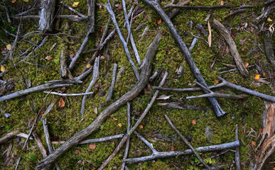 Forest ground floor with moss 