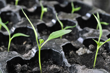 close-up of pepper seedlings in the greenhouse ready for planting in the vegetable garden

