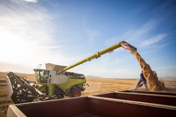 Wide angle view of a combine harvester harvesting wheat on a wheat field on a farm in the Swartland...