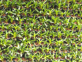 Many plants are arranged in pots in rows.