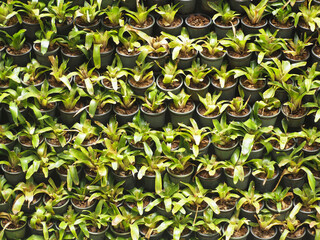 Plants are arranged in pots in rows.