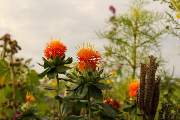 two beautiful orange safflowers closeup in a field margin in the countryside in the netherlands in summer
