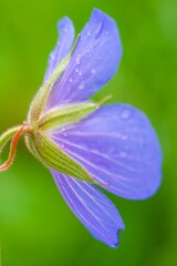 Purple violet flower covered with dew droplets