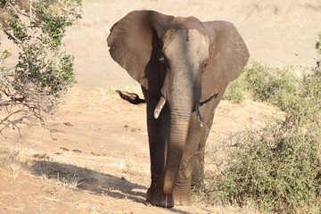 Naklejka premium Afrikanischer Elefant / African elephant / Loxodonta africana