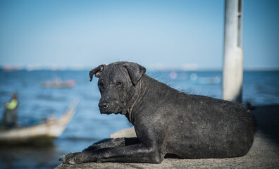 A leper dog resting on the sidewalk by the sea.