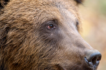 Close-up brown bear portrait. Danger animal in nature habitat. Big mammal